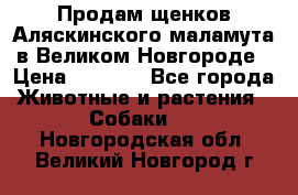 Продам щенков Аляскинского маламута в Великом Новгороде › Цена ­ 5 000 - Все города Животные и растения » Собаки   . Новгородская обл.,Великий Новгород г.